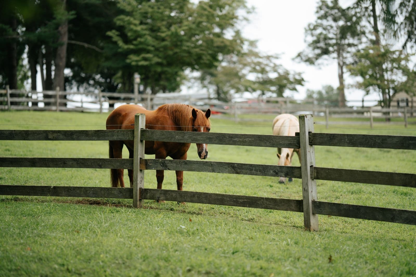 40-acre equestrian farm with 12-stall barn in Lexington, Kentucky