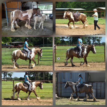 Gypsy Vanner Mare for Sale in Canton, Texas — 5 yrs, 13.3 hh