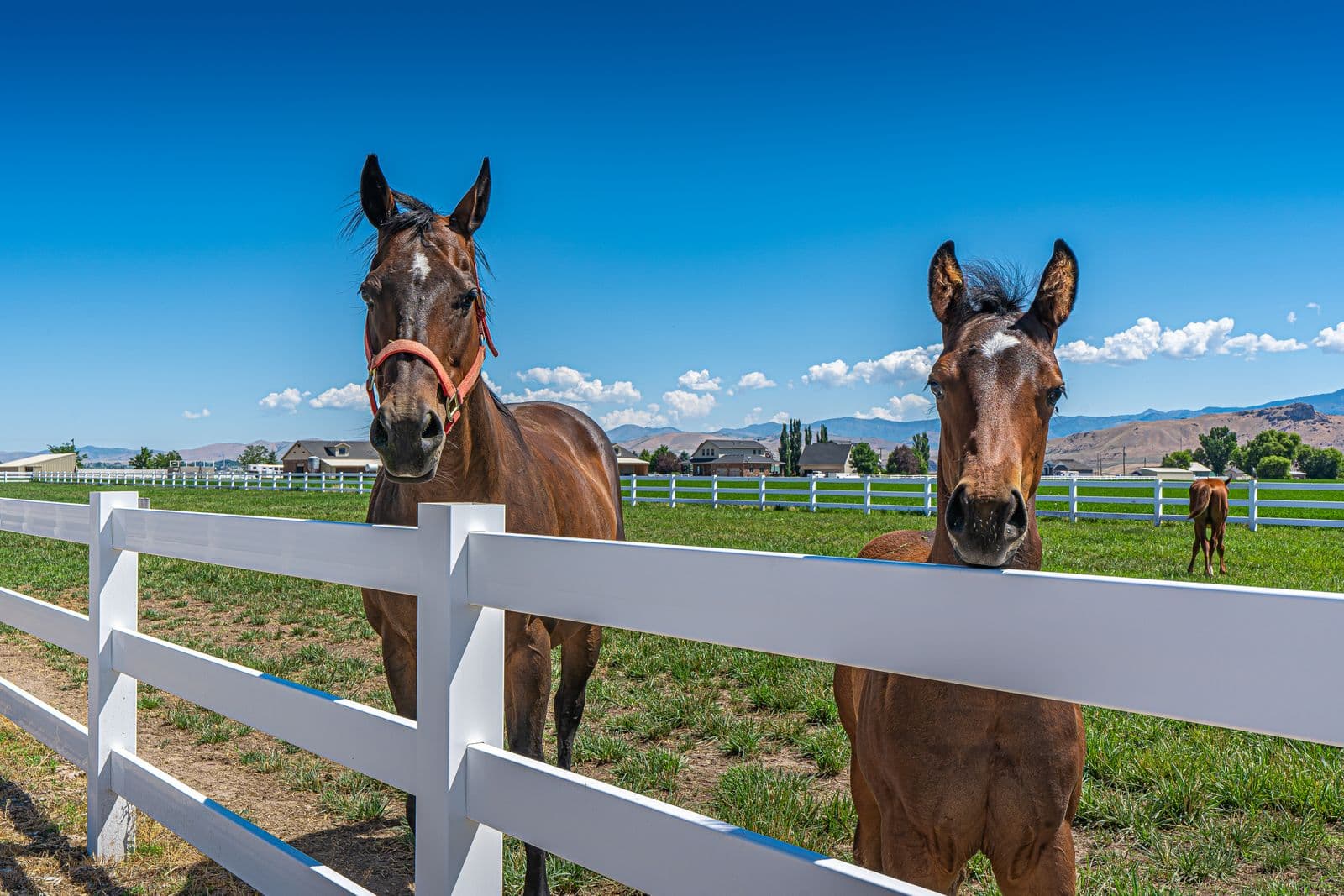 RAMM Flex Fence — new, 2 rolls for Sale in Versailles, Kentucky