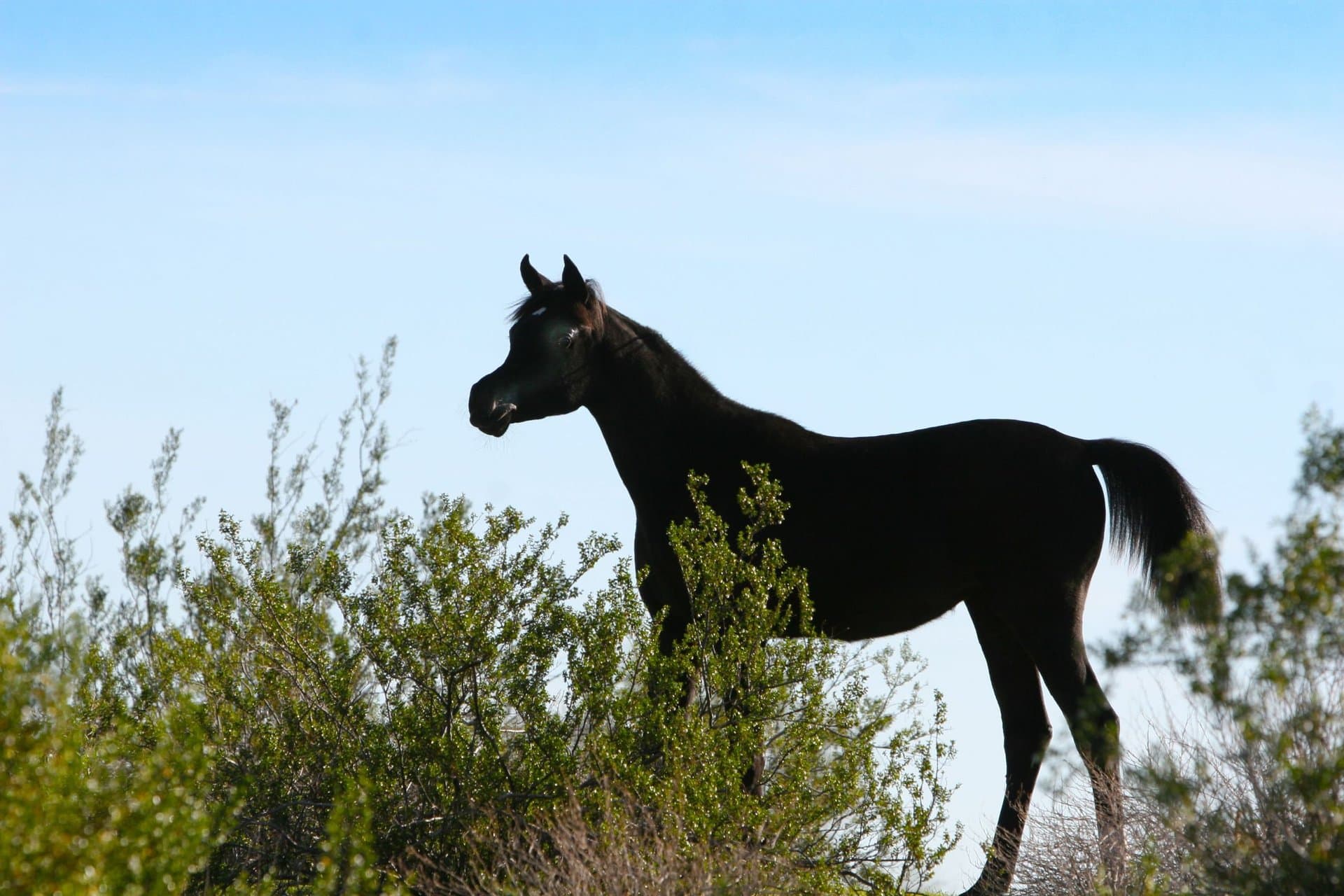 BLACK STRAIGHT EGYPTIAN FILLY