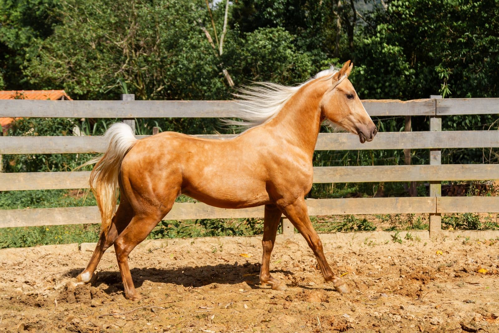 Champion reining Quarter Horse stallion in Aubrey, Texas