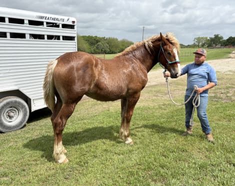 Belgian Foal for Sale in Ennis, Texas — born April 2025