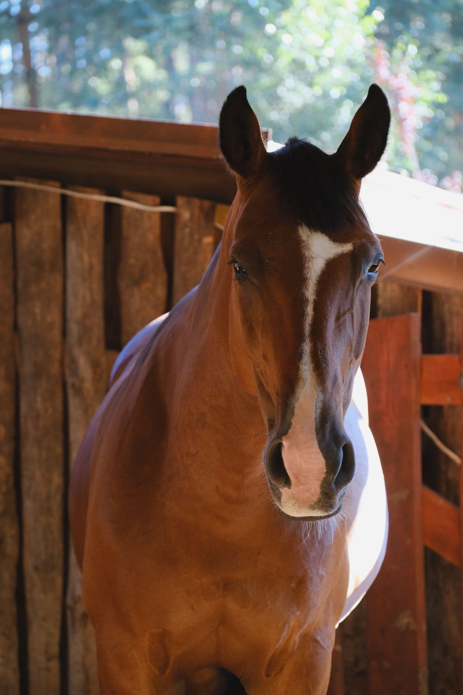 Licensed Hanoverian dressage stallion at stud in Lexington, Kentucky