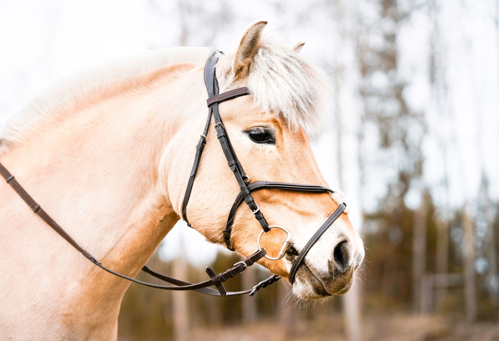 Horseware Micklem Multibridle, Full for Sale in Ocala, Florida
