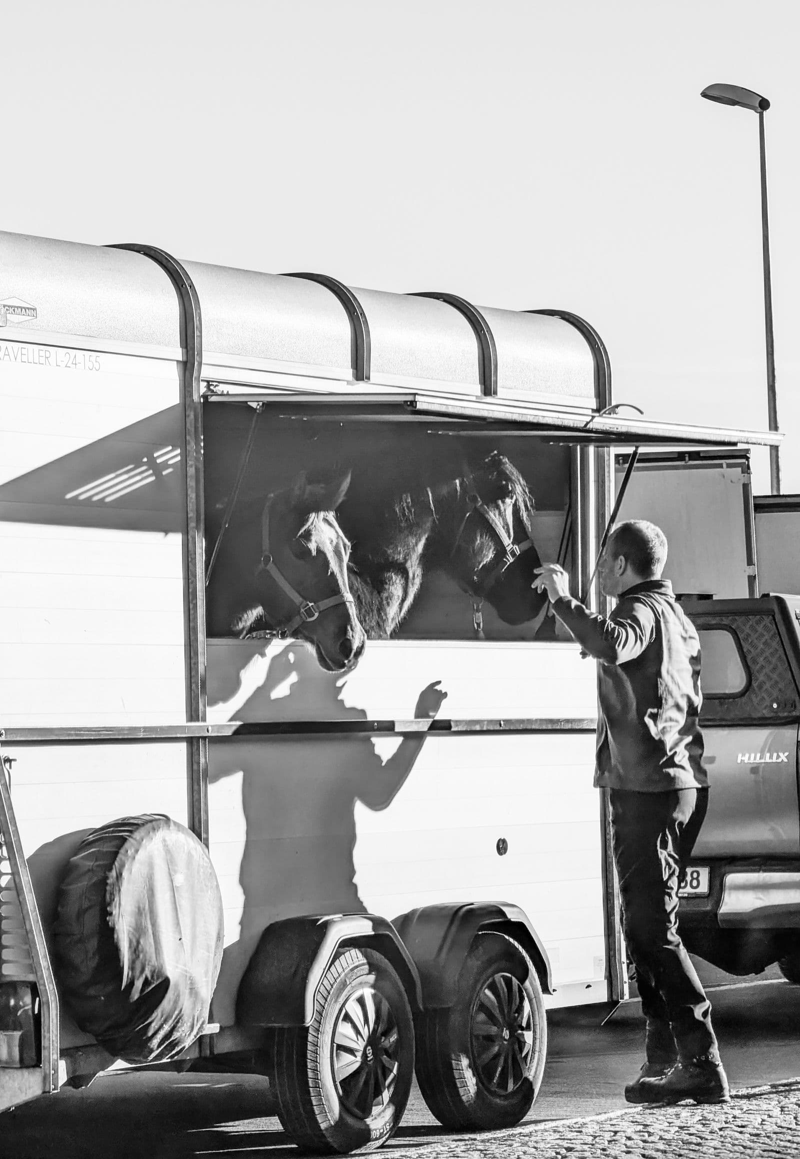 Insured nationwide horse transport in Fort Worth, Texas