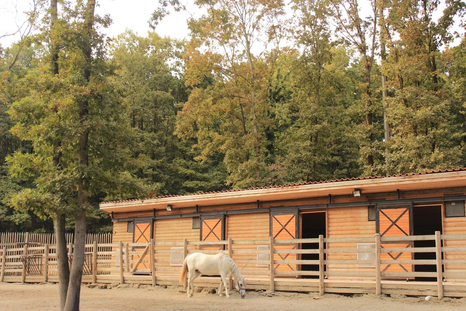 Livery yard to lease — 20 stalls, outdoor arena in Ocala, Florida