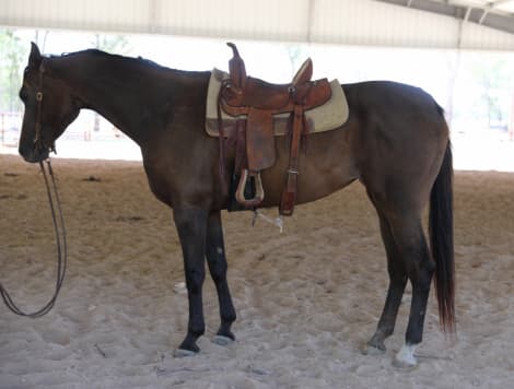 Thoroughbred Mare for Sale in Jacksonville, Texas — 9 yrs, 17 hh