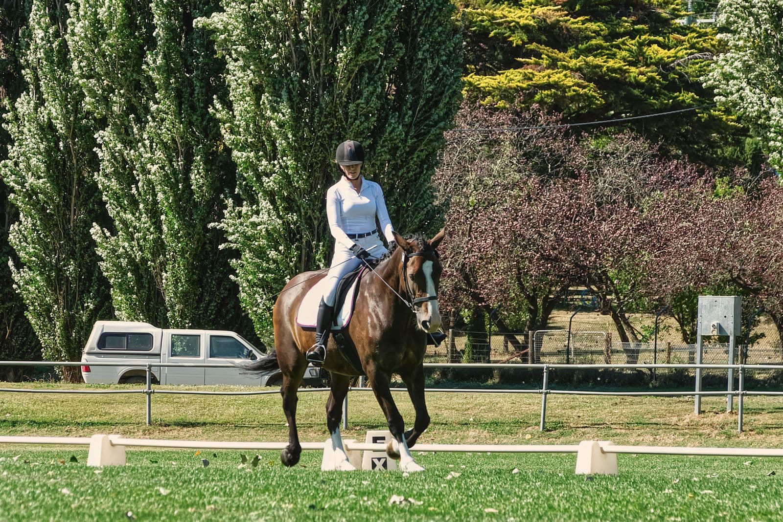 Freelance dressage instructor wanted in Lexington, Kentucky
