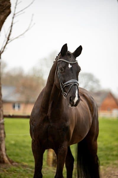 Charismatic, stunning gelding up to medium height, well-trained